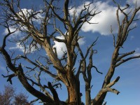 dscn2617.jpg