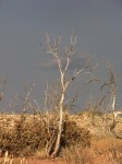 dscn2630.jpg