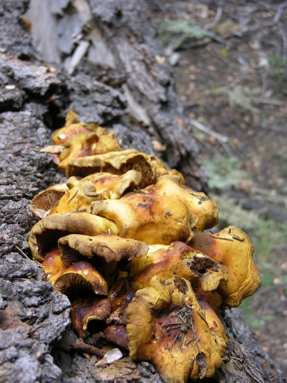 dscn2011.jpg