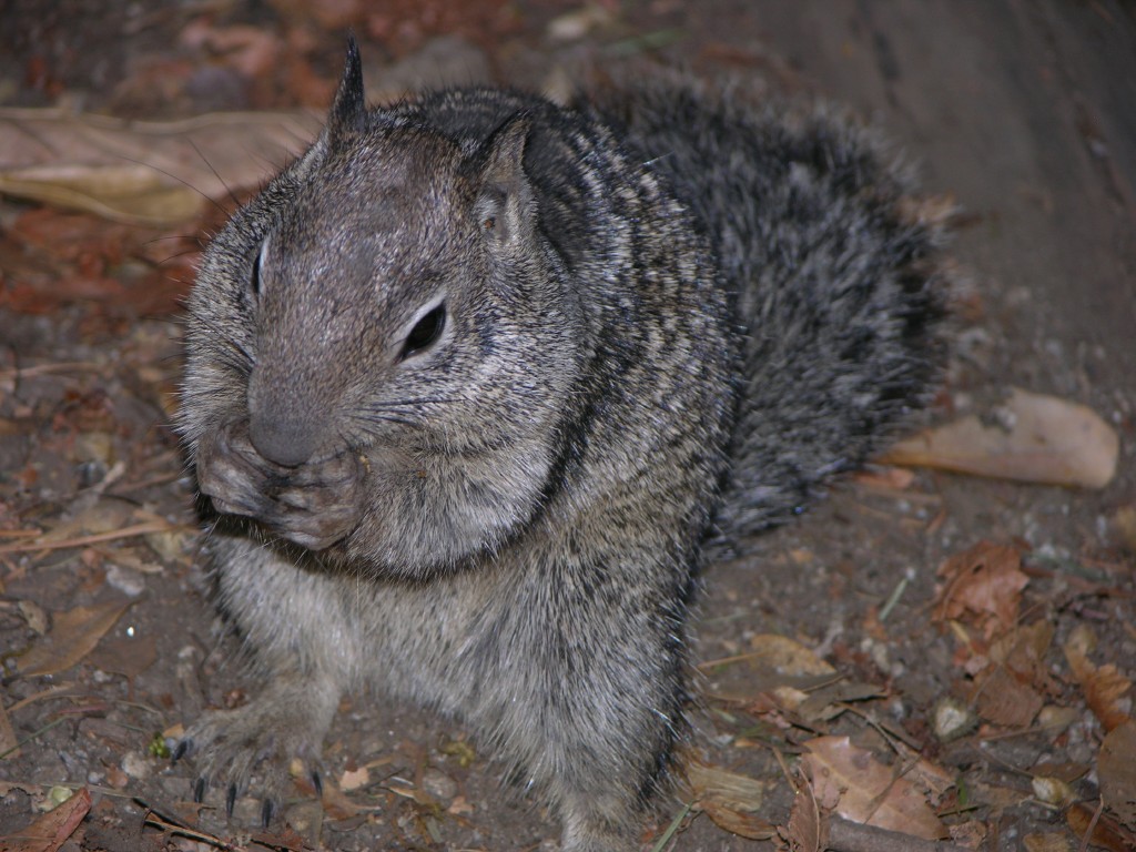 dscn2070.jpg