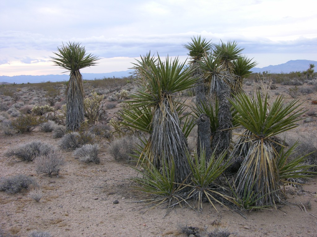 dscn2692.jpg