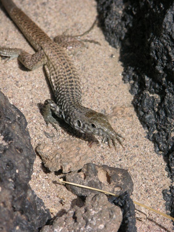 dscn2717.jpg