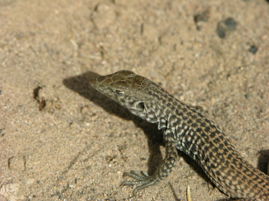 dscn2720.jpg