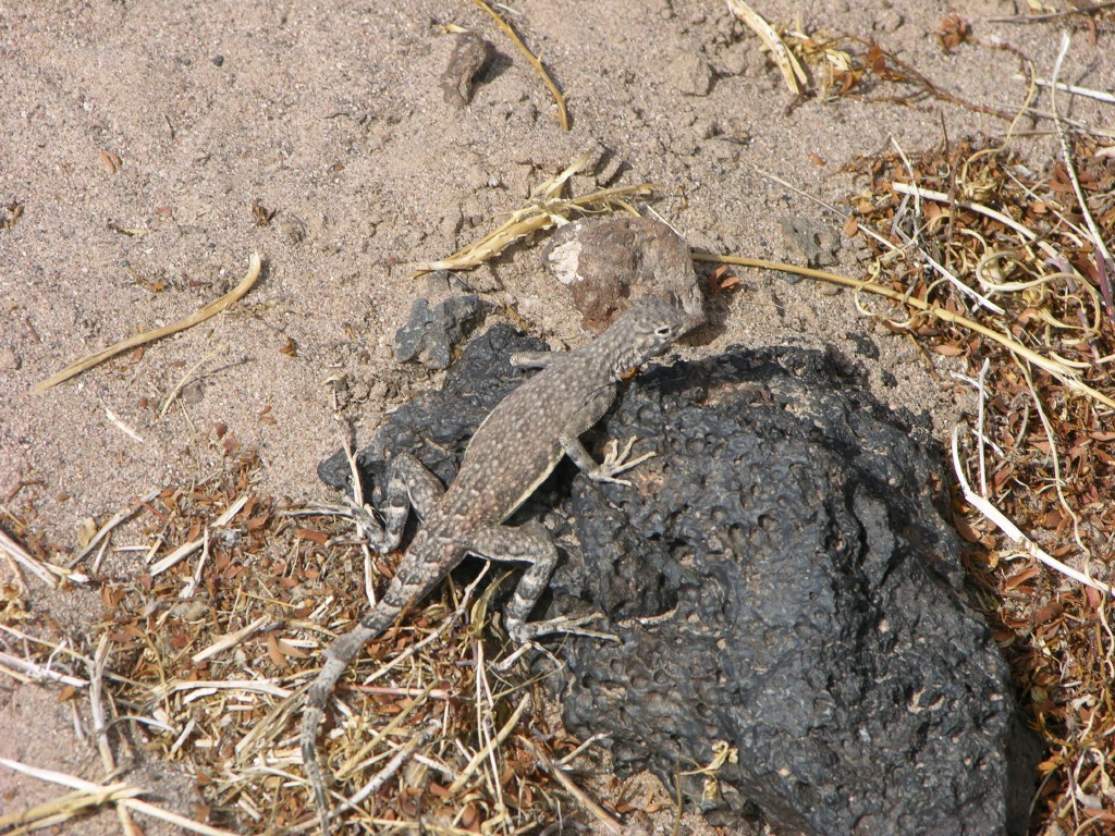 dscn2725.jpg