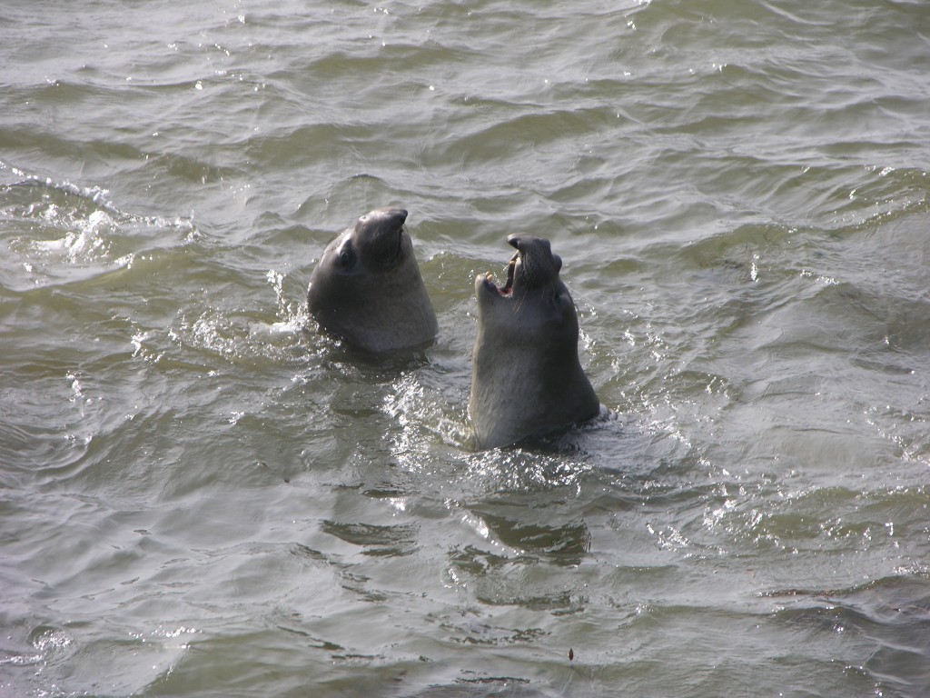 dscn2779.jpg