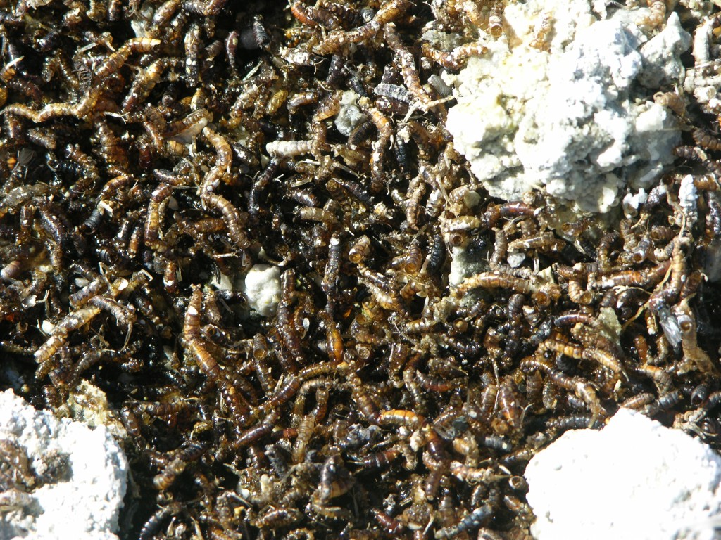 dscn2217.jpg