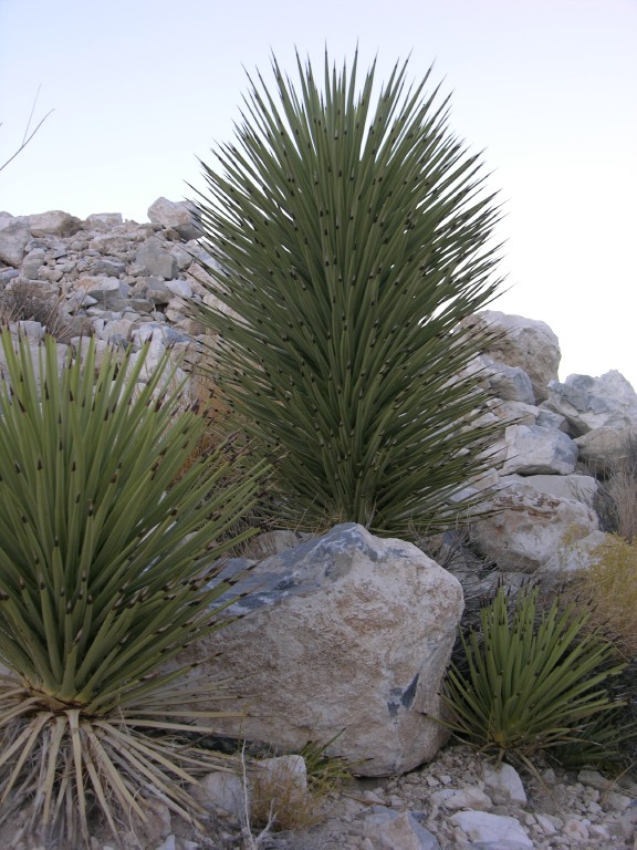 dscn2254.jpg