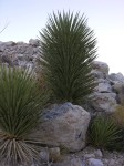dscn2254.jpg