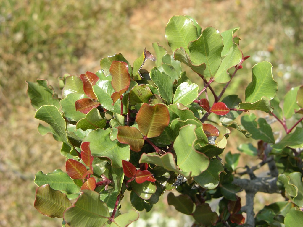 dscn1229.jpg
