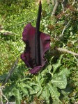 dscn1225.jpg