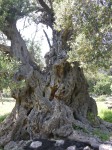 dscn1230.jpg