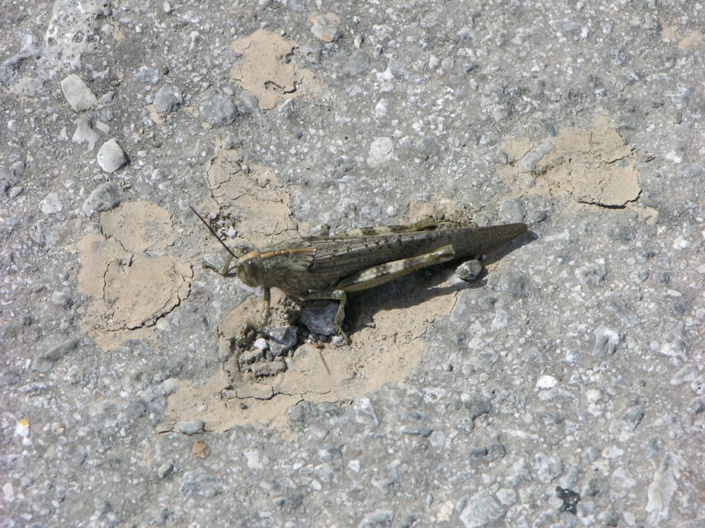 dscn1239.jpg