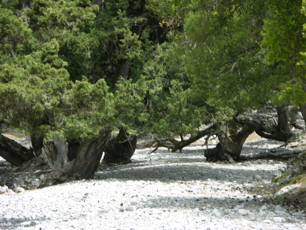 dscn1248.jpg