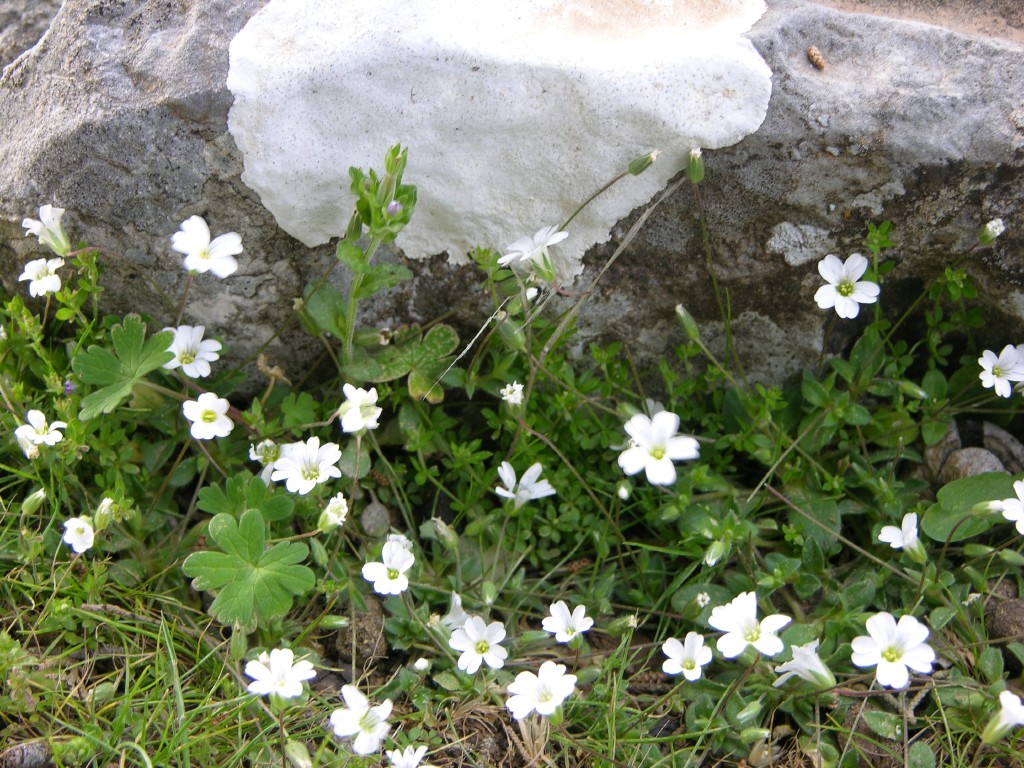 dscn1260.jpg