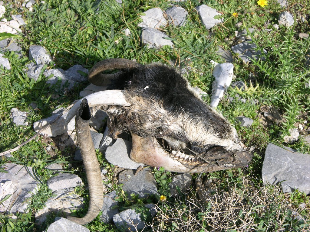 dscn1263.jpg