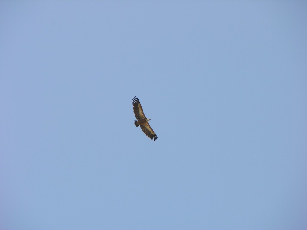 dscn1275.jpg