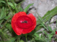 dscn1241.jpg