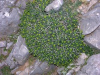 dscn1250.jpg