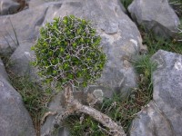 dscn1258.jpg