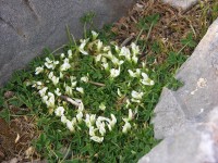 dscn1259.jpg
