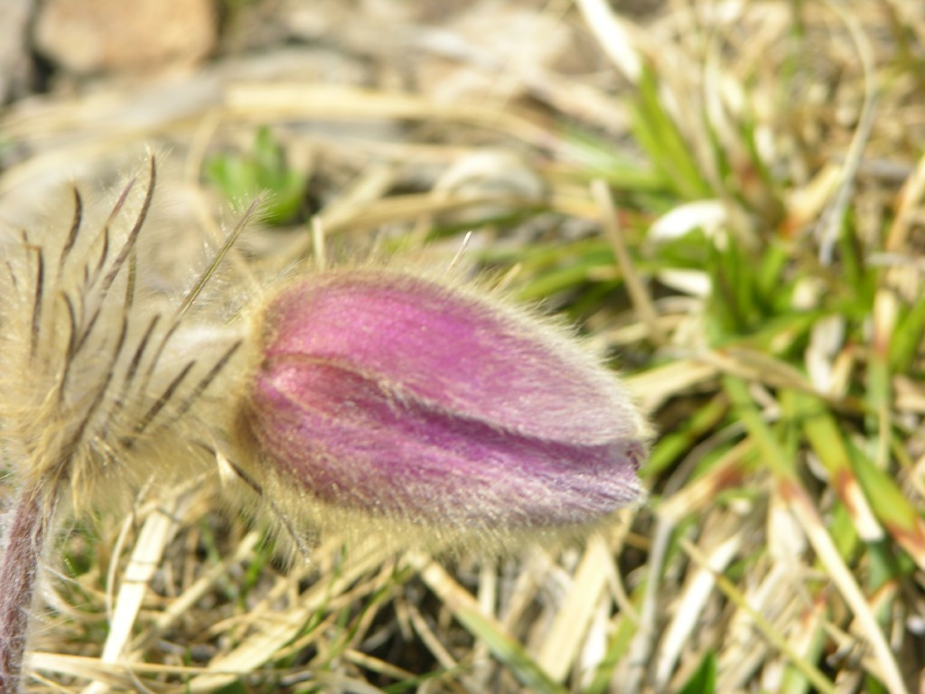 dscn1339.jpg
