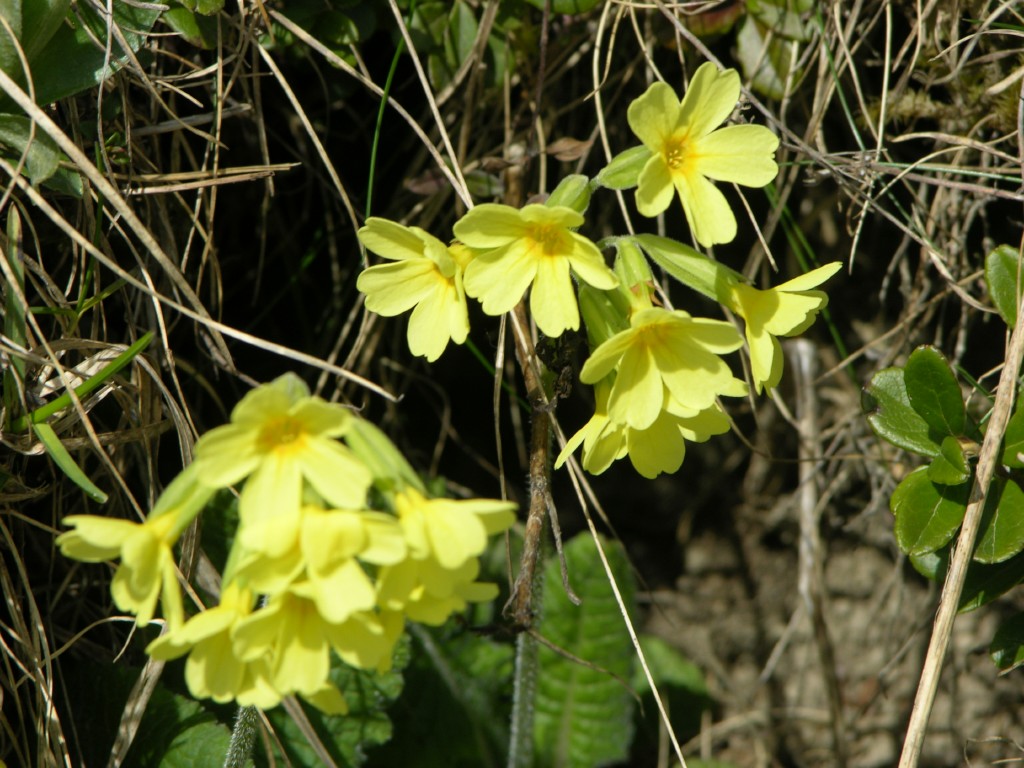 dscn1349.jpg