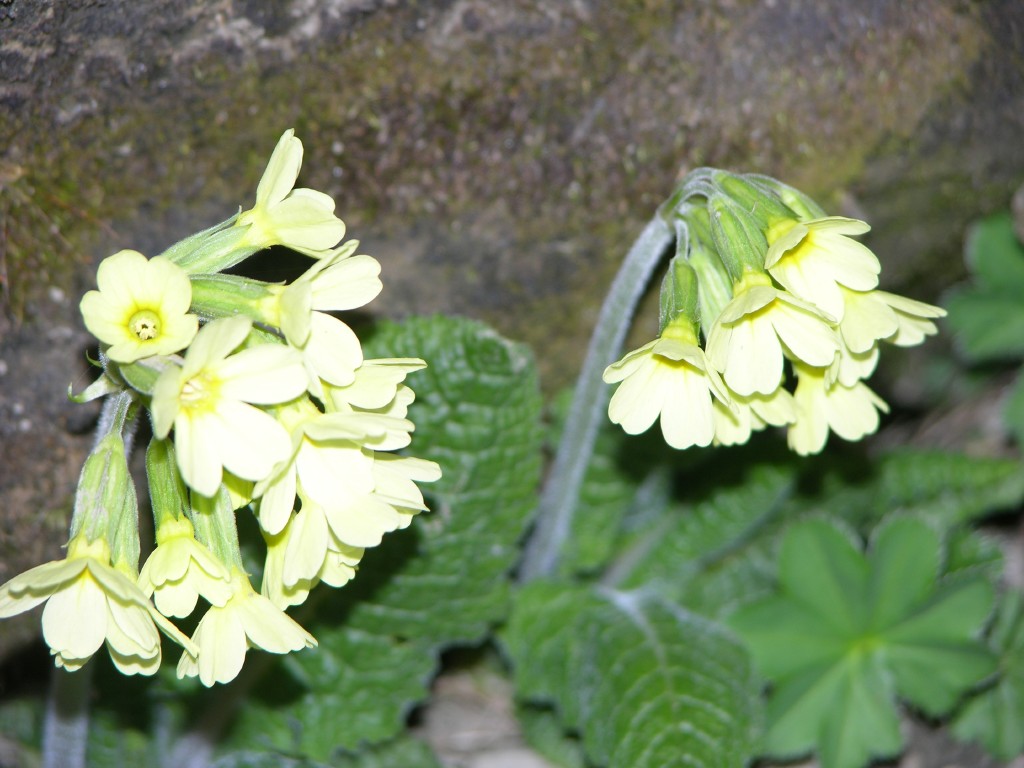dscn1351.jpg