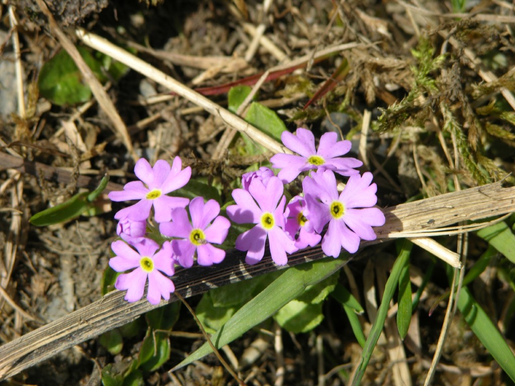 dscn1352.jpg