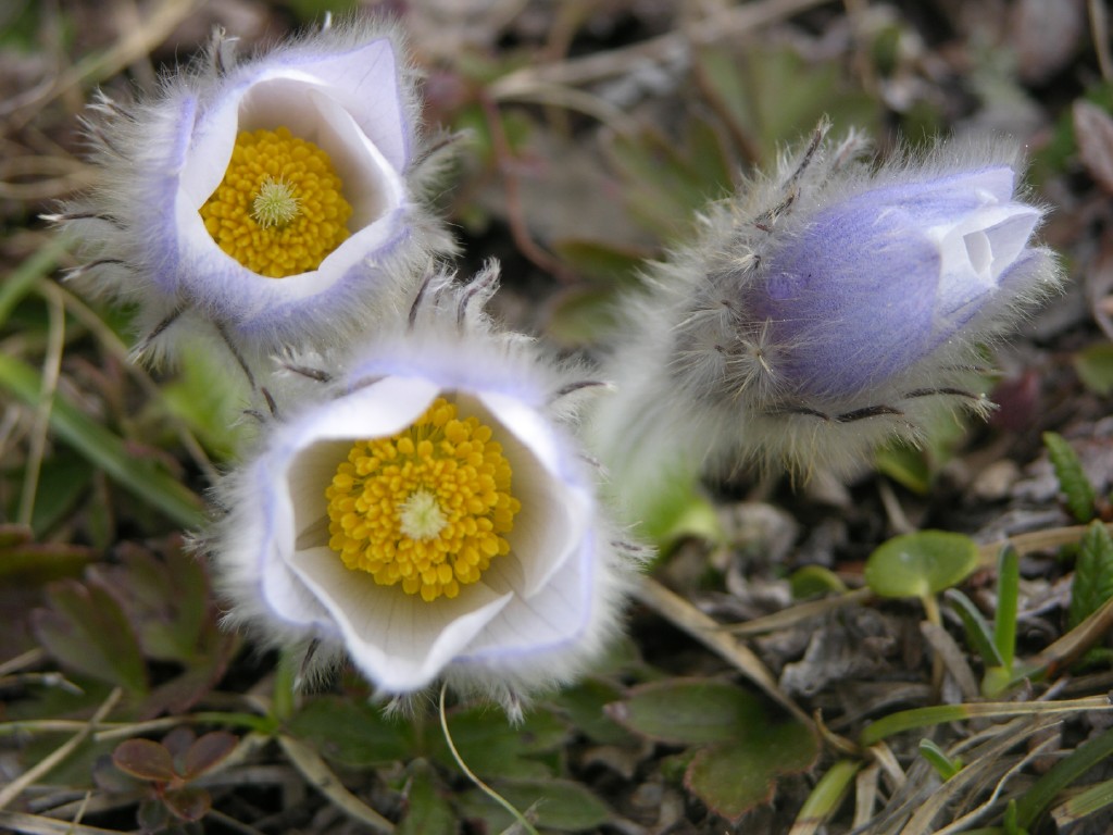 dscn4270.jpg