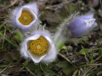 dscn4270.jpg
