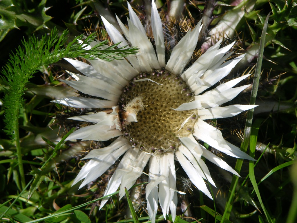 dscn4940.jpg