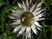 dscn4940.jpg