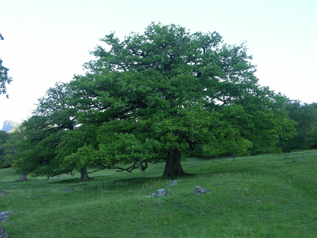 dscn4187.jpg