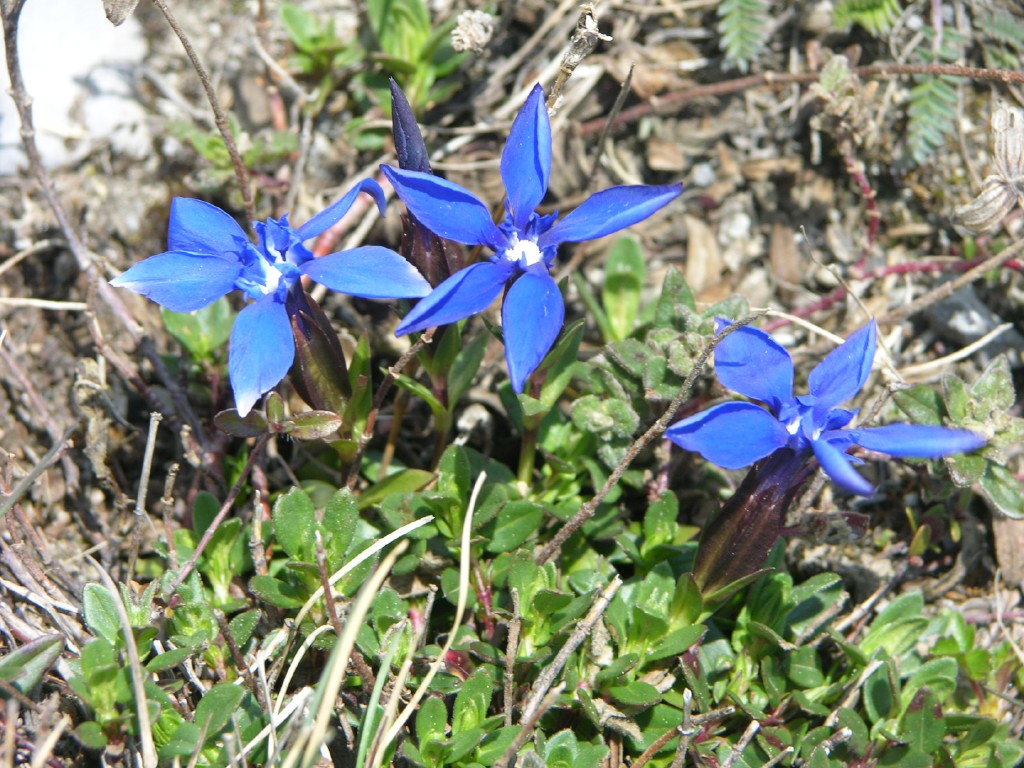 dscn4225.jpg