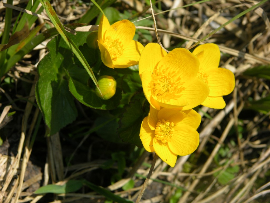 dscn4243.jpg