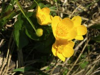 dscn4243.jpg