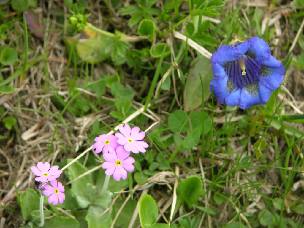 dscn4246.jpg