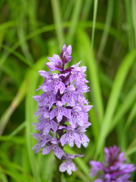 dscn4514.jpg
