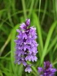 dscn4514.jpg