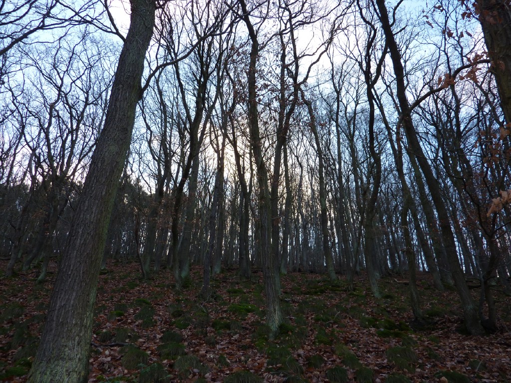 p1000099.jpg