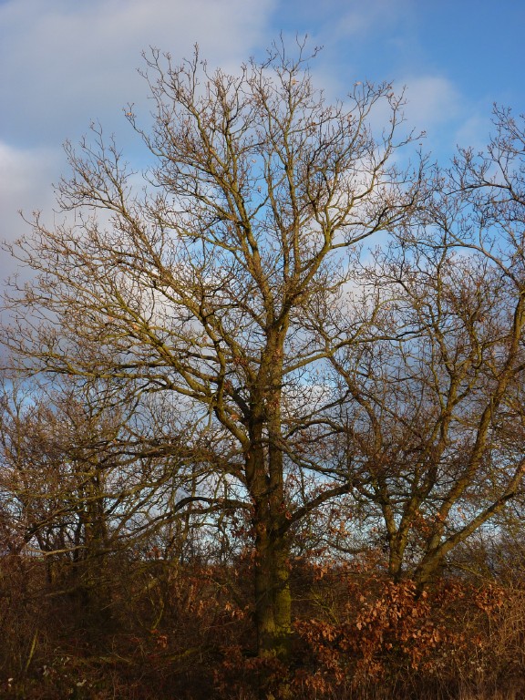 p1000108.jpg
