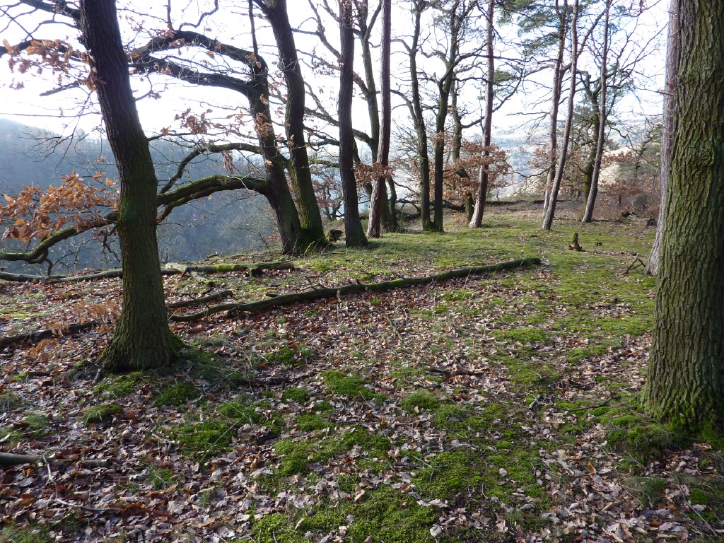 p1000135.jpg