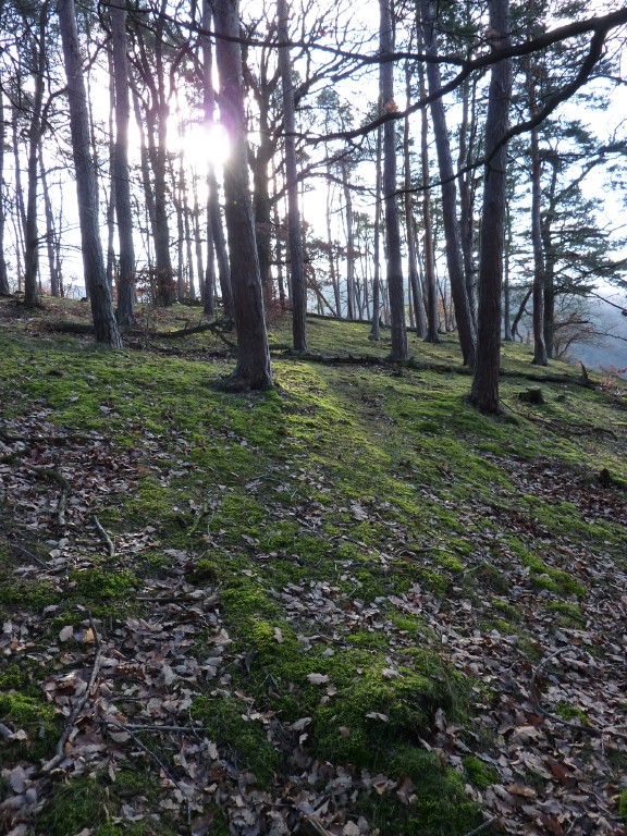 p1000137.jpg