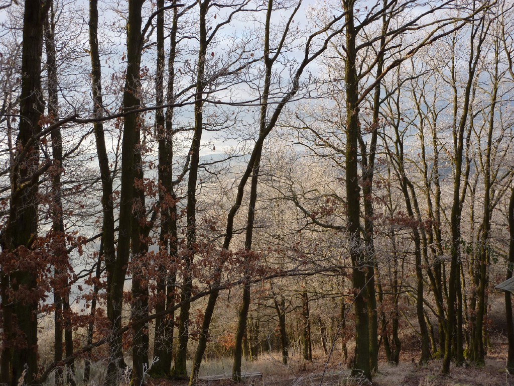 p1000153.jpg
