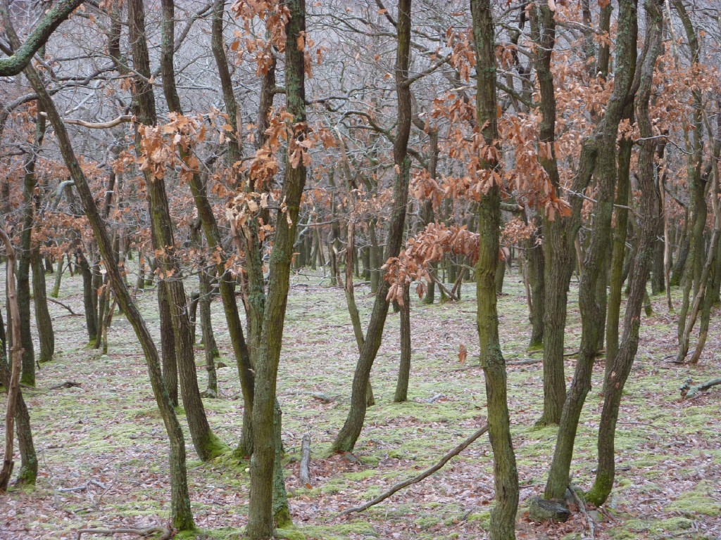 p1000155.jpg