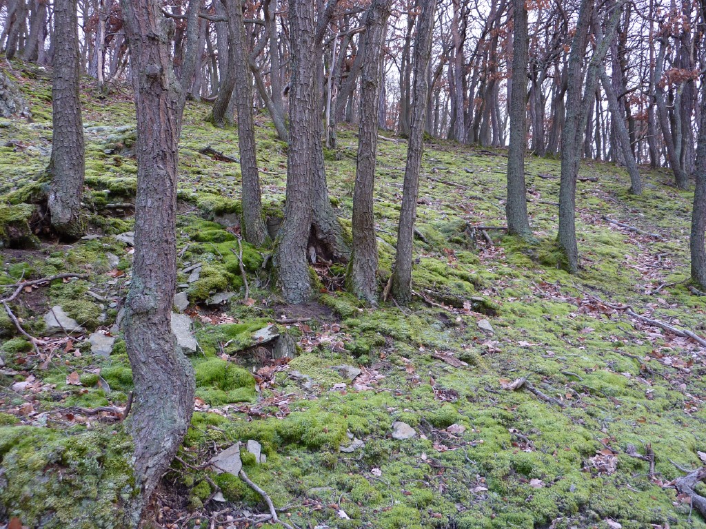 p1000160.jpg