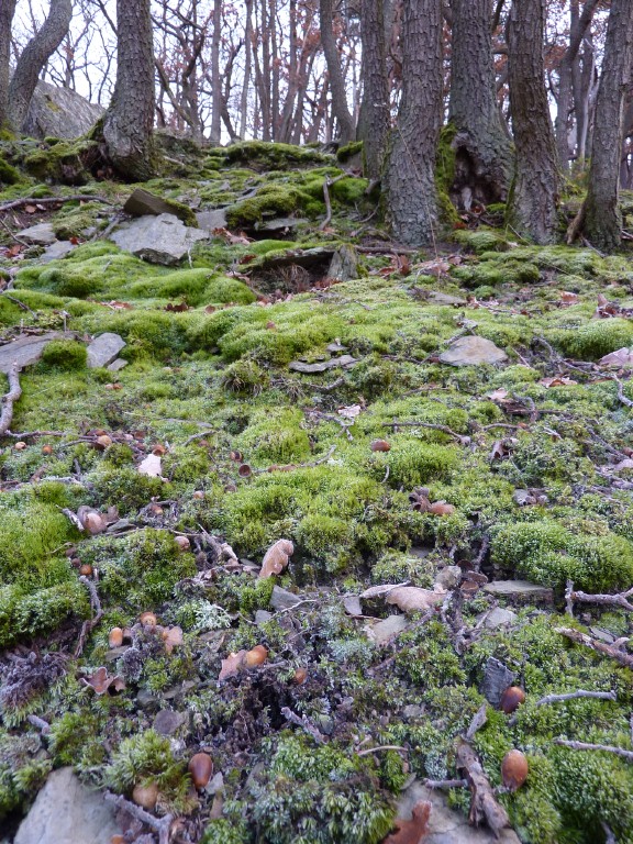 p1000161.jpg
