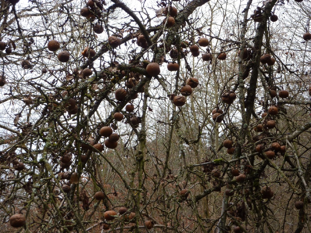 p1000169.jpg