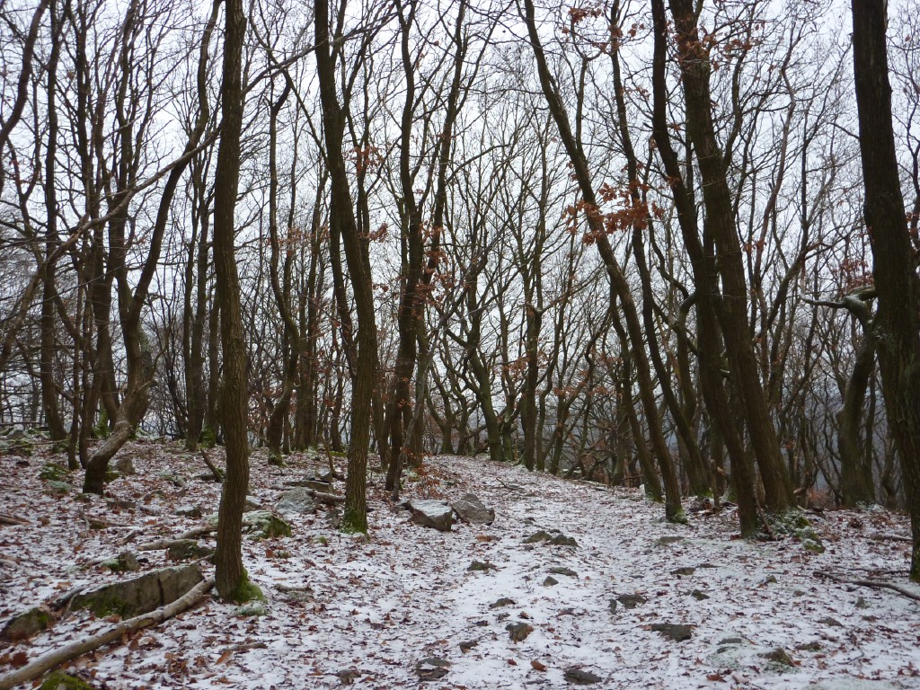 p1000176.jpg