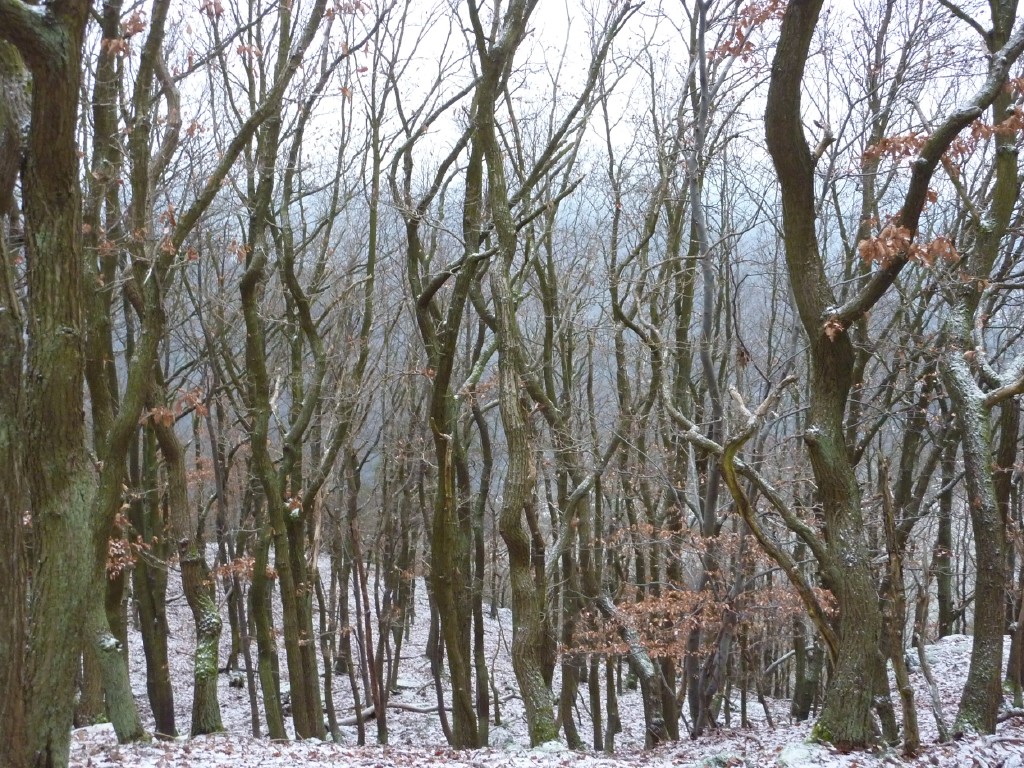 p1000177.jpg